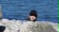 Ein Junge schaut hinter einem Felsen hervor. Im Hintergrund kann man das blaue Meer sehen.